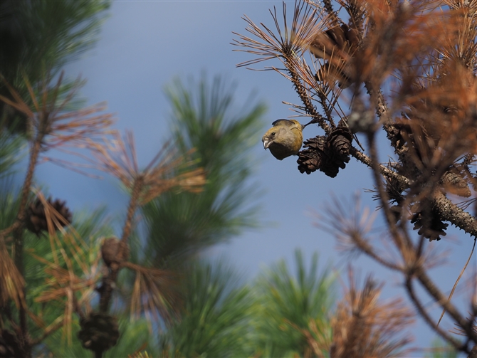 CXJ,Red Crossbill